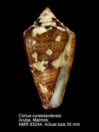 Conus curassaviensis (2).jpg - Conus curassaviensis Hwass in Bruguière,1792